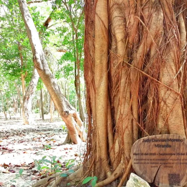 Funerary forest in Mexico. Green Niches