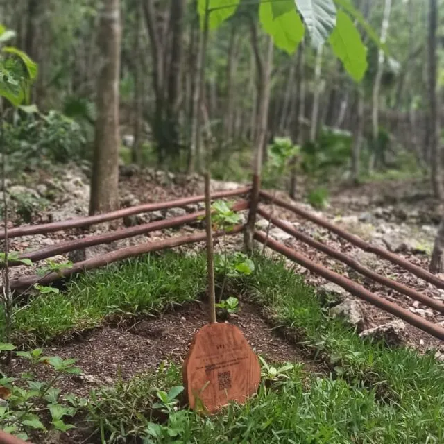 Funeral forest with green niches