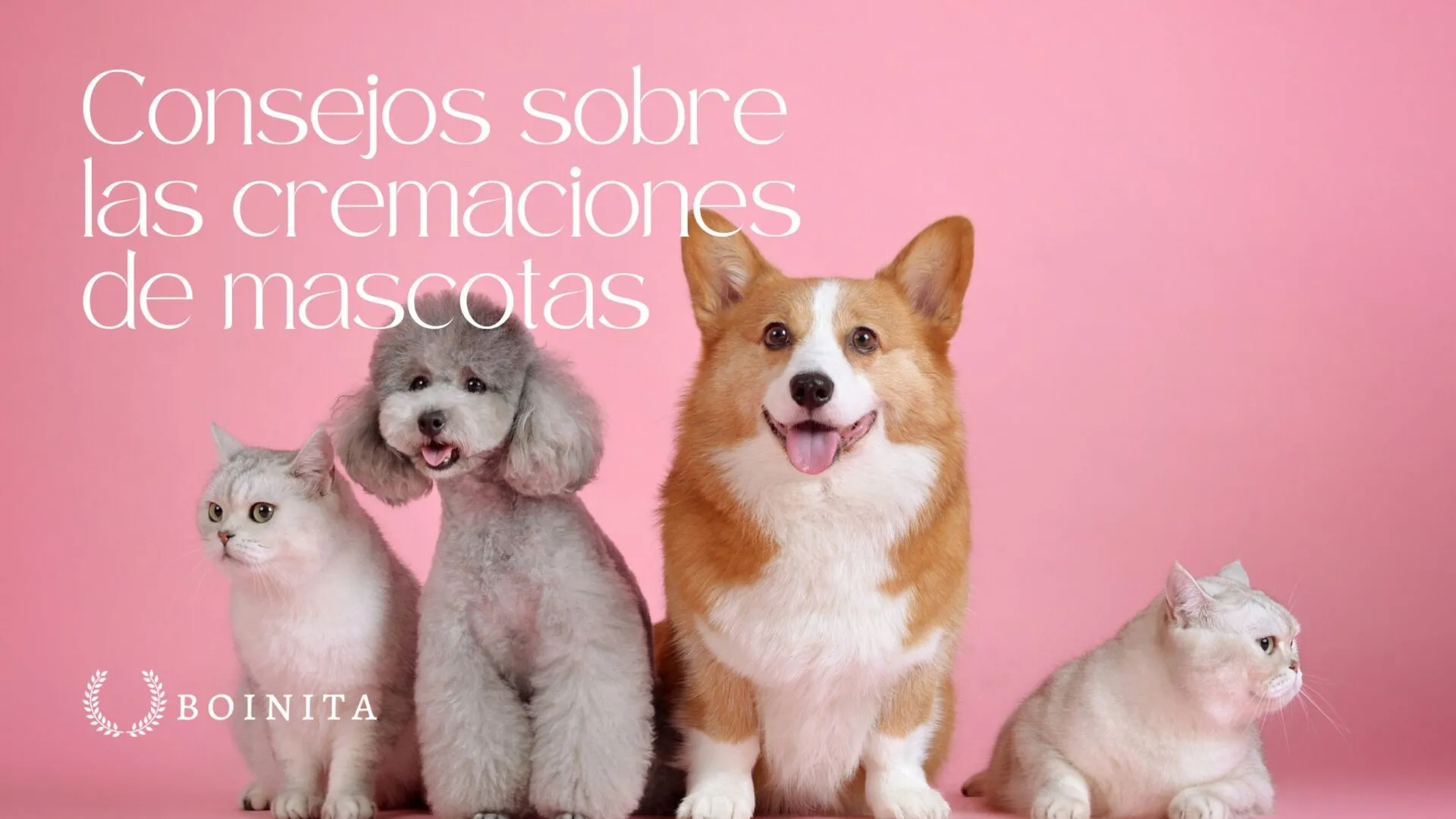 Tips on pet cremations
