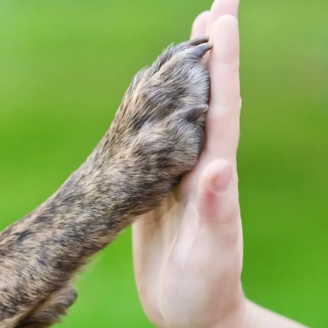 A dignified farewell for your pet in Puebla