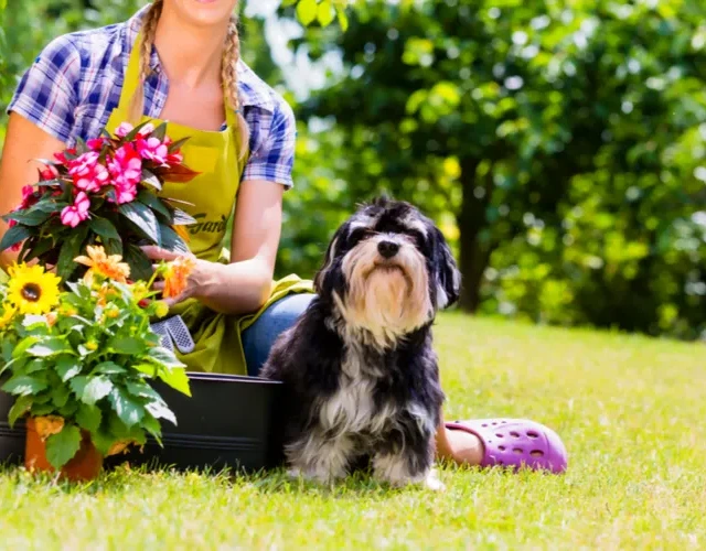 Where to put my dog's ashes at home?