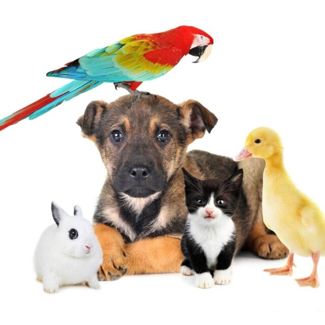 Which pets can be cremated