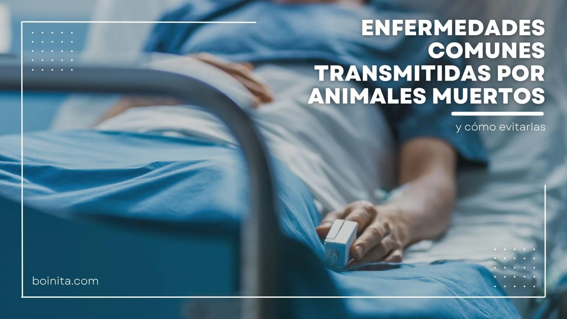 Common diseases transmitted by dead animals and how to avoid them