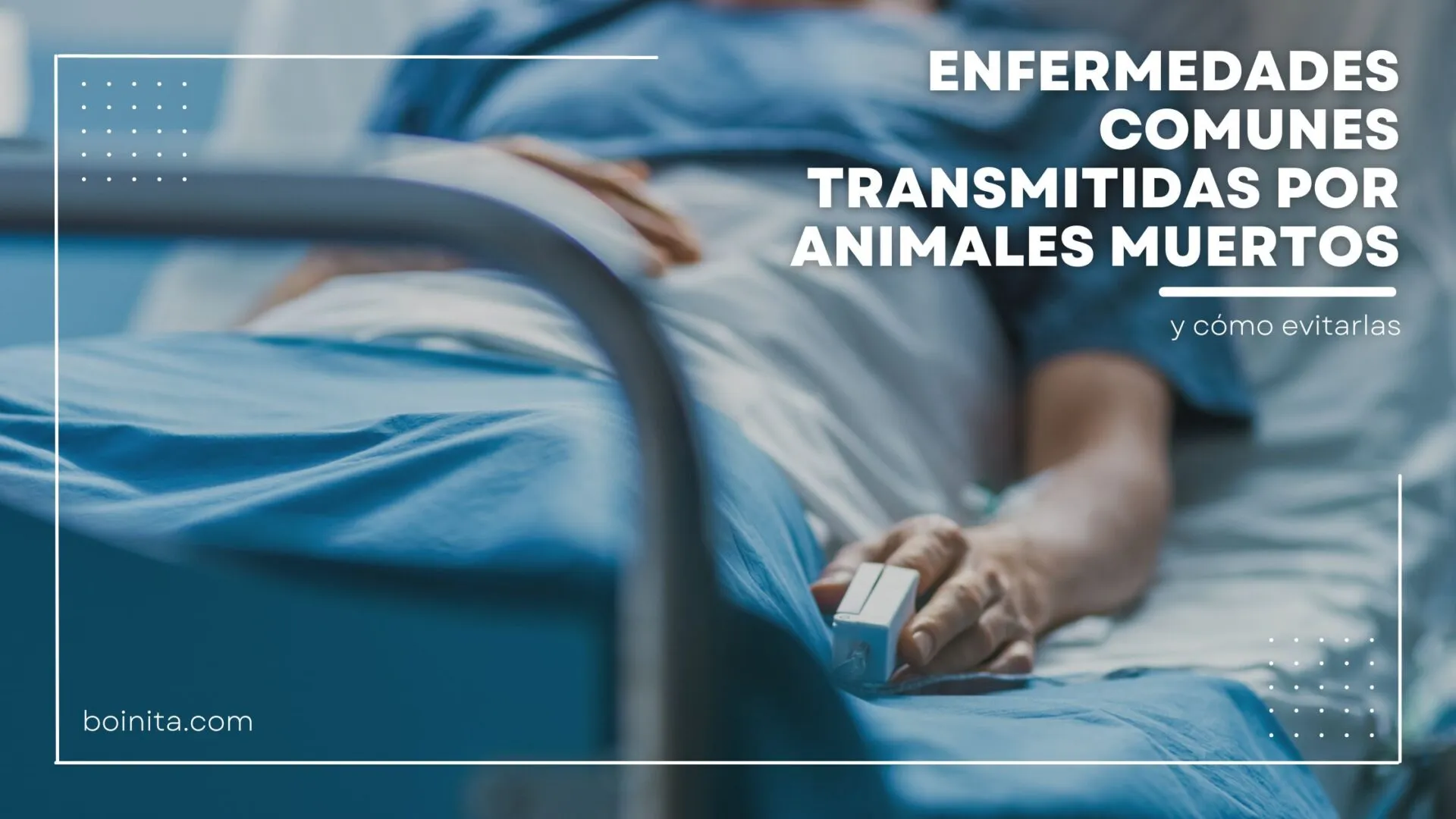 Common diseases transmitted by dead animals and how to avoid them