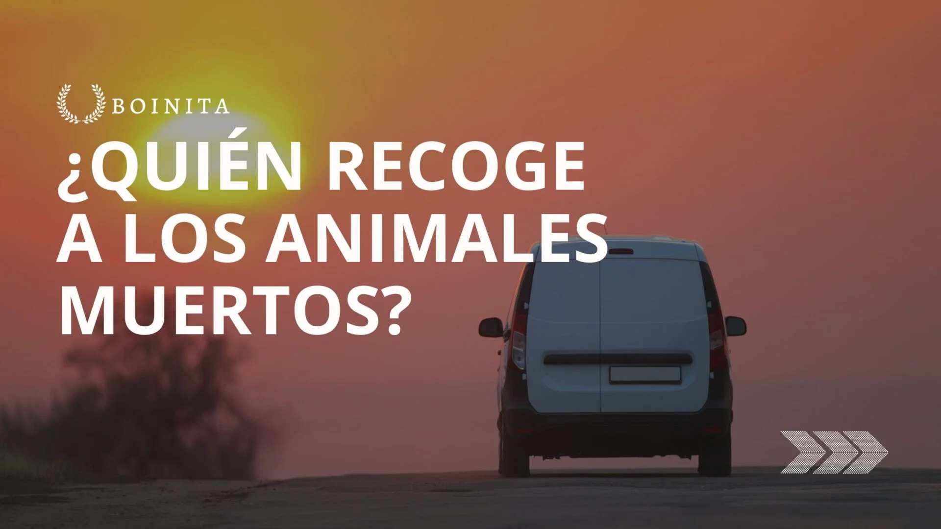 Who picks up the dead animals?