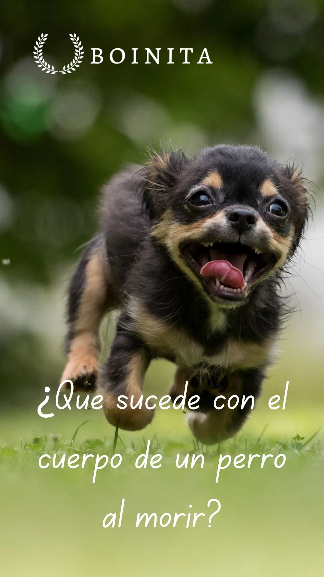 What happens to a dog's body after it dies?