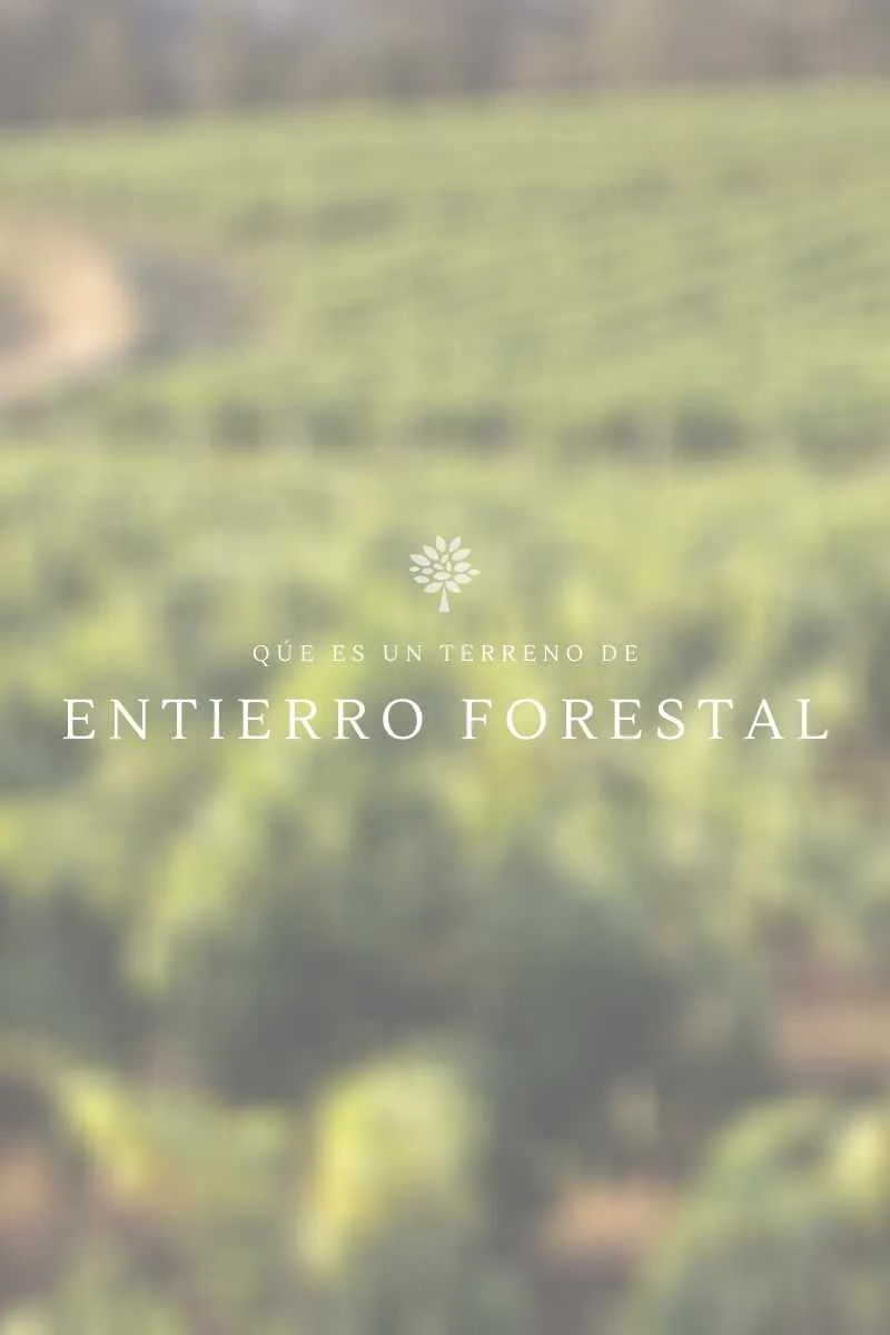 ¿Qué es un terreno de entierro forestal? comprar una cripta