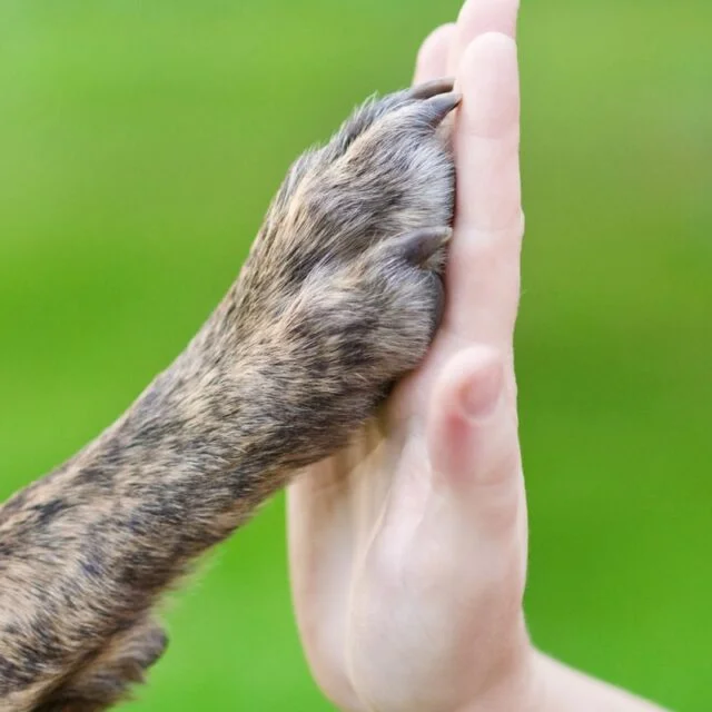 Despedida digna para tu mascota en León