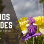 Nichos verdes funerarios en México