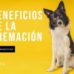 Lo que necesitas saber sobre cremación para mascotas