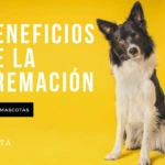 Beneficios de la cremación para mascotas