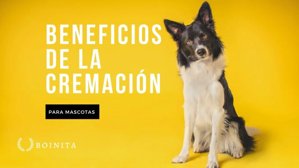 Beneficios de la cremación para mascotas
