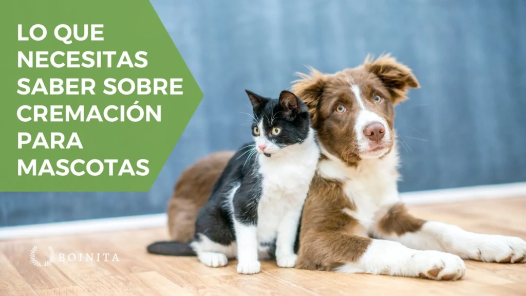 Lo que necesitas saber sobre cremación para mascotas