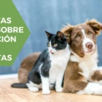 Lo que necesitas saber sobre cremación para mascotas