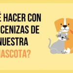 ¿Qué hacer con las cenizas de nuestra mascota?