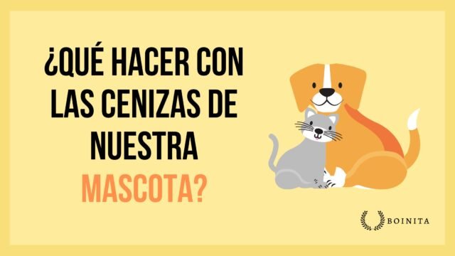 What to do with our pet’s ashes?