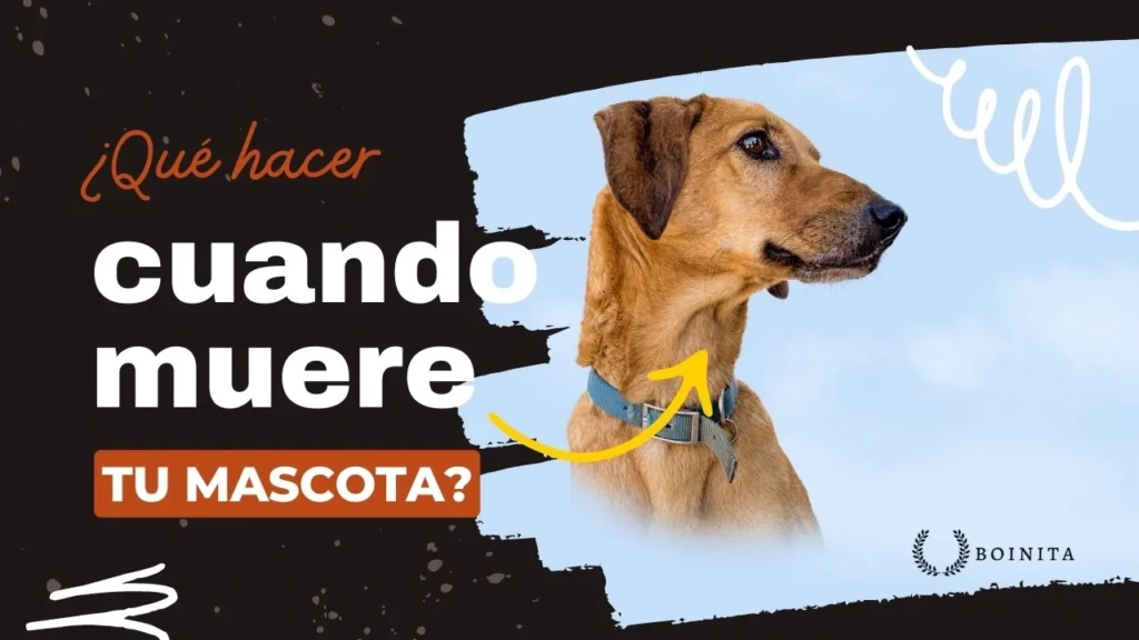 ¿Qué hacer cuando muere tu mascota?