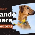 Consejos para la despedida de tu mascota