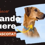 ¿Qué hacer cuando muere tu mascota?