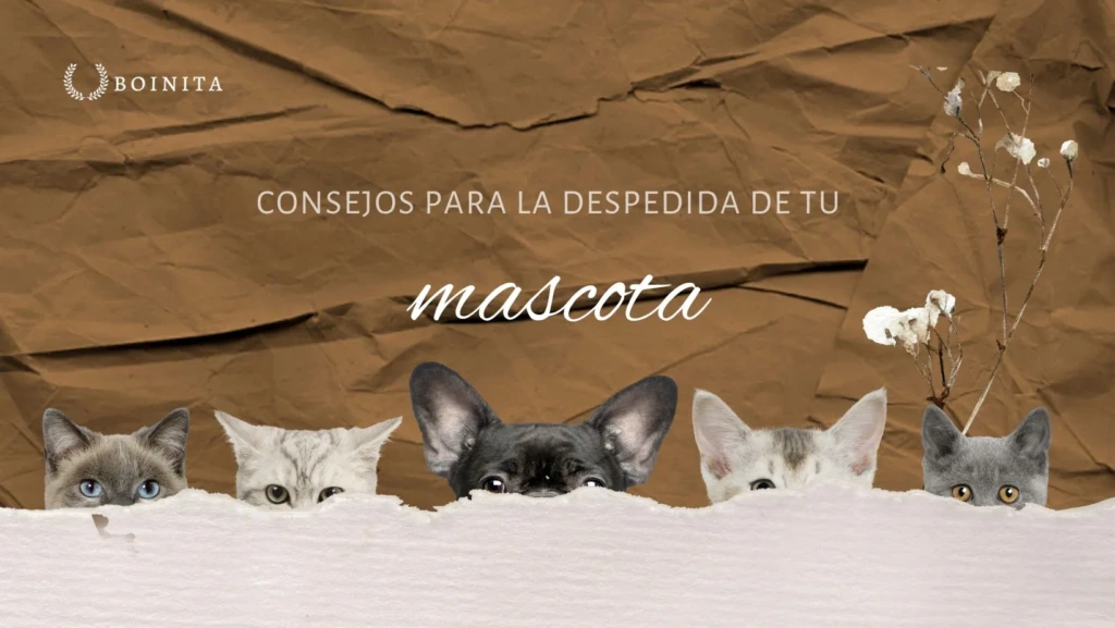 Consejos para la despedida de tu mascota