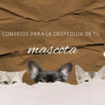 Consejos para la despedida de tu mascota