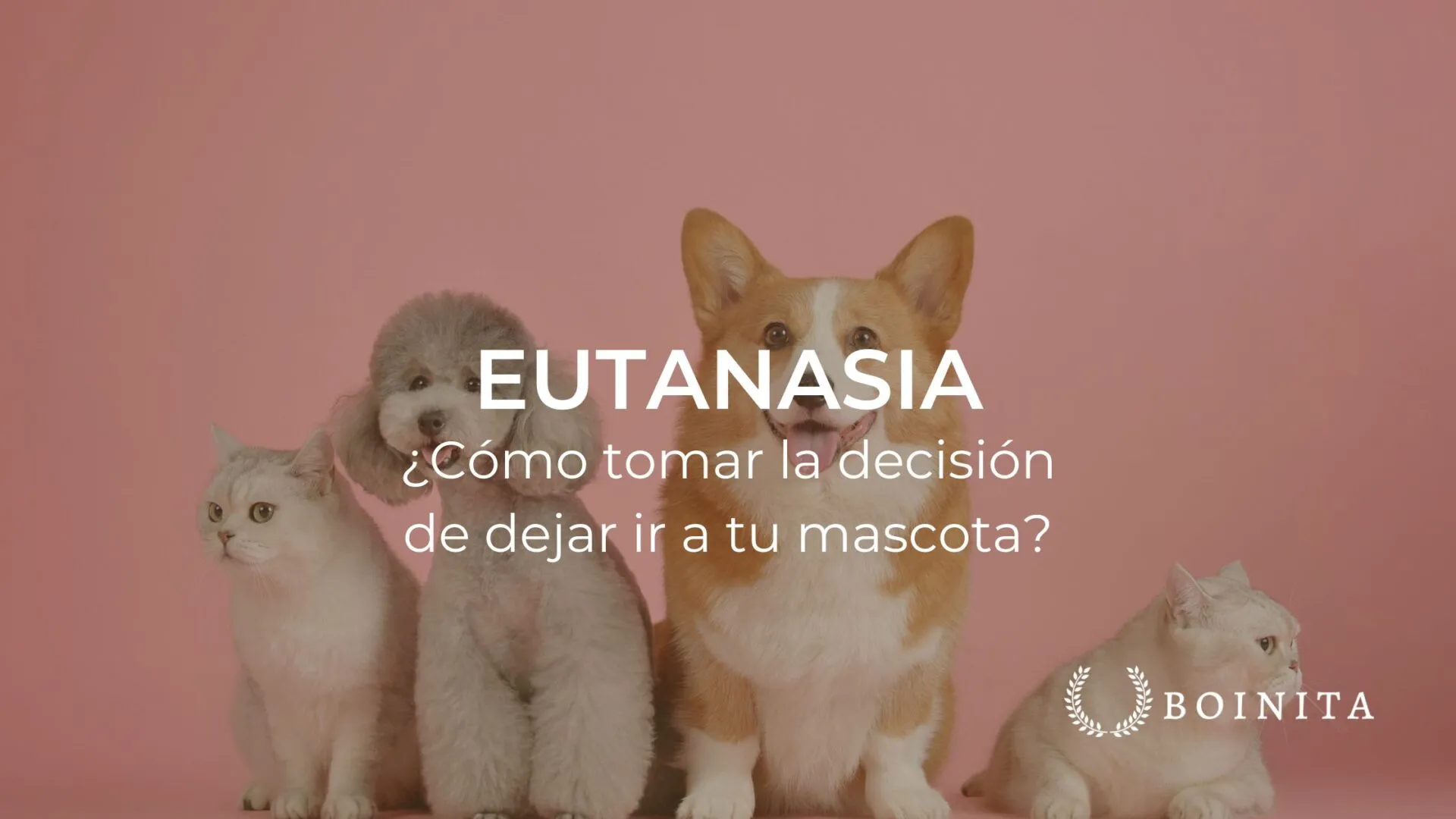 Eutanasia: ¿Cómo tomar la decisión de dejar ir a tu perro?