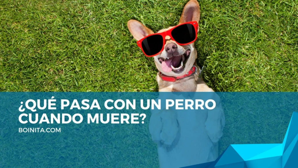 ¿Qué pasa con un perro cuando muere?