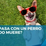 ¿Qué pasa con un perro cuando muere?