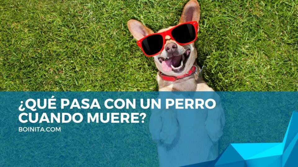 ¿Qué pasa con un perro cuando muere?