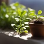 ¿Es malo dormir con las cenizas de un difunto?