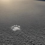 como saber que mi perro fallecido está conmigo