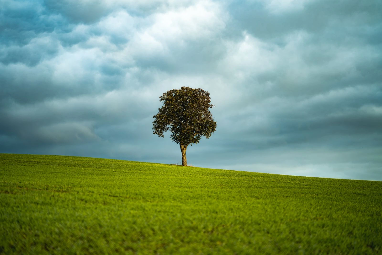 Árbol solitario en un campo verde bajo un cielo nublado