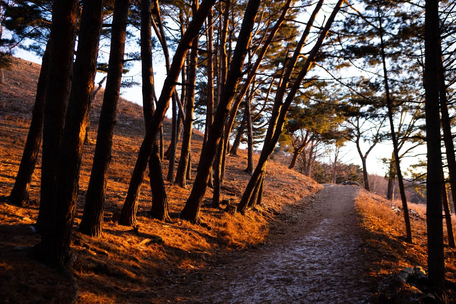 Sendero de tierra entre árboles con luz dorada, como metáfora del camino del duelo