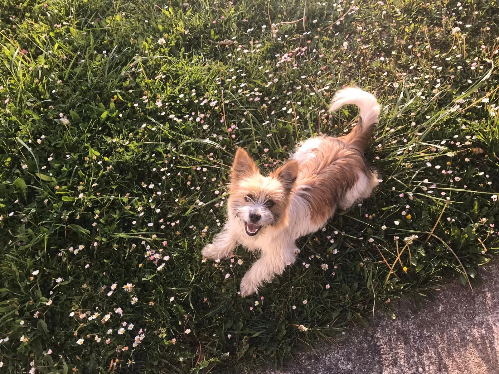 Perro pequeño jugando feliz en un prado de margaritas