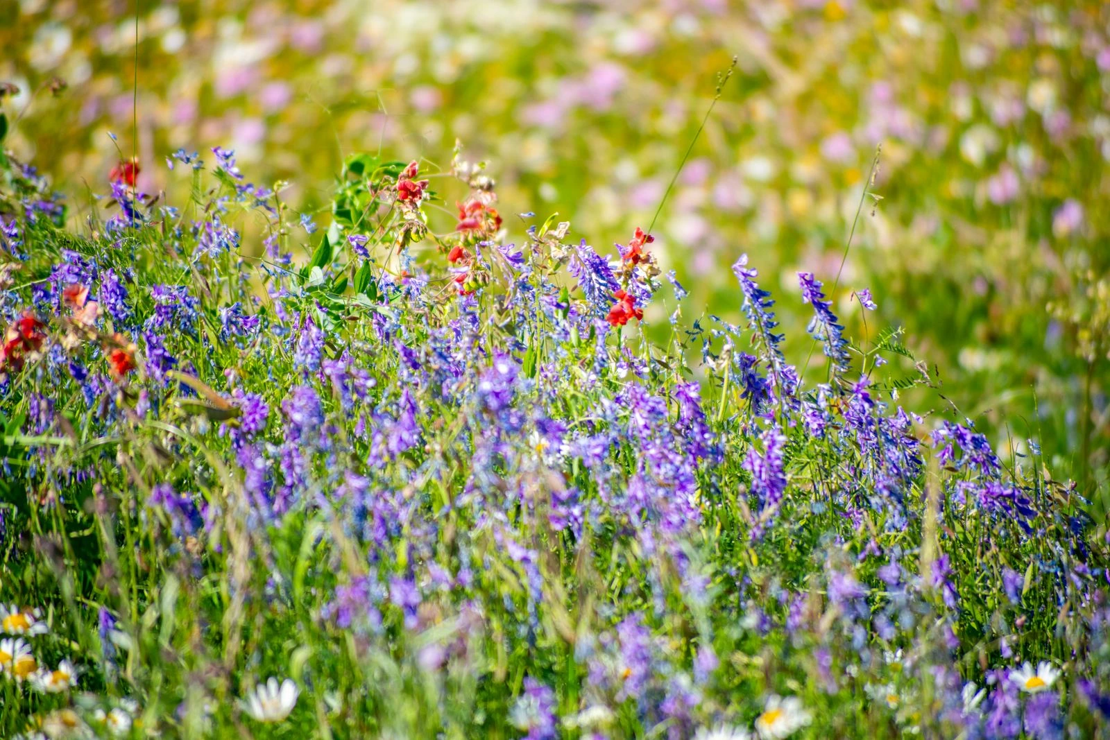 Prado de flores silvestres de colores en primavera