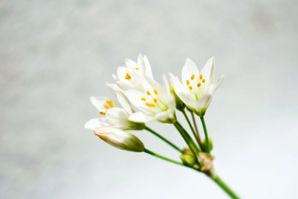 Flores blancas delicadas sobre un fondo claro, acompañando modelos de esquelas