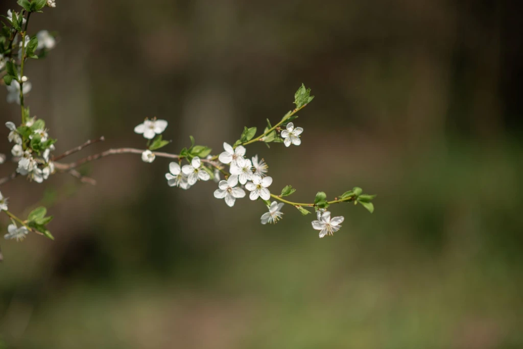 Rama con pequeñas flores blancas en primavera sobre un fondo verde