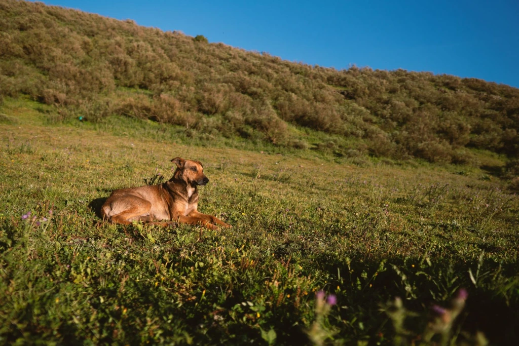 Perro recostado en una colina verde bajo un cielo azul despejado