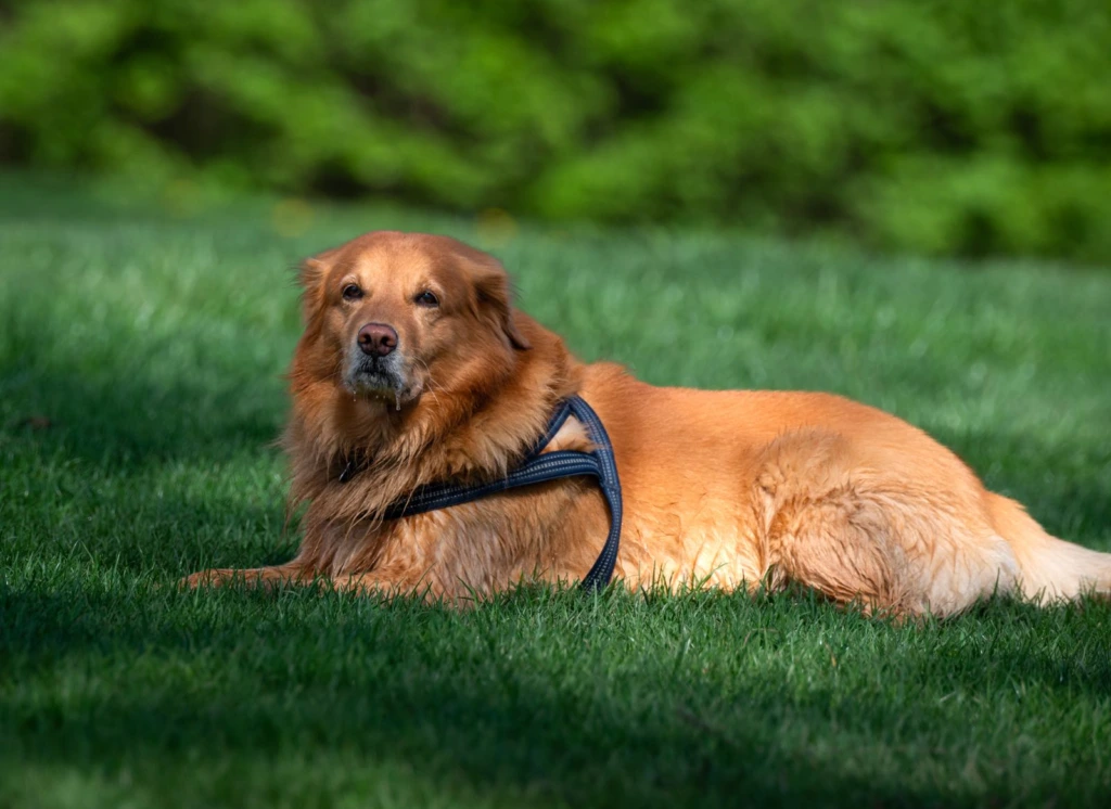 Golden retriever tranquilo recostado sobre pasto verde