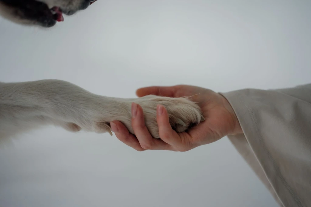 Mano de una persona sosteniendo con cariño la pata de su perro