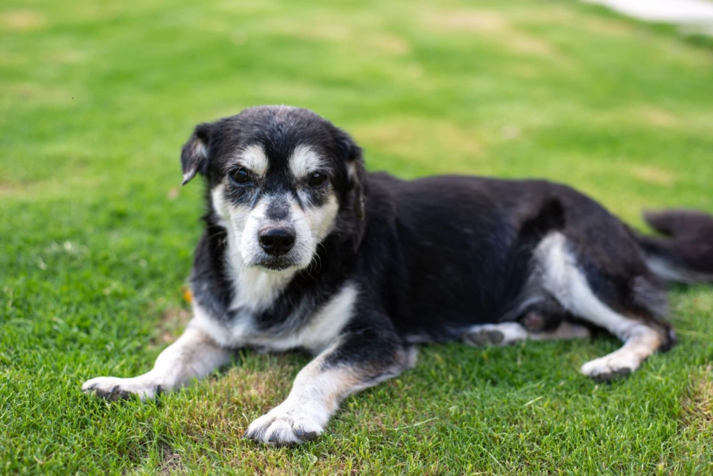 Perro mayor blanco y negro recostado sobre pasto verde en un día soleado