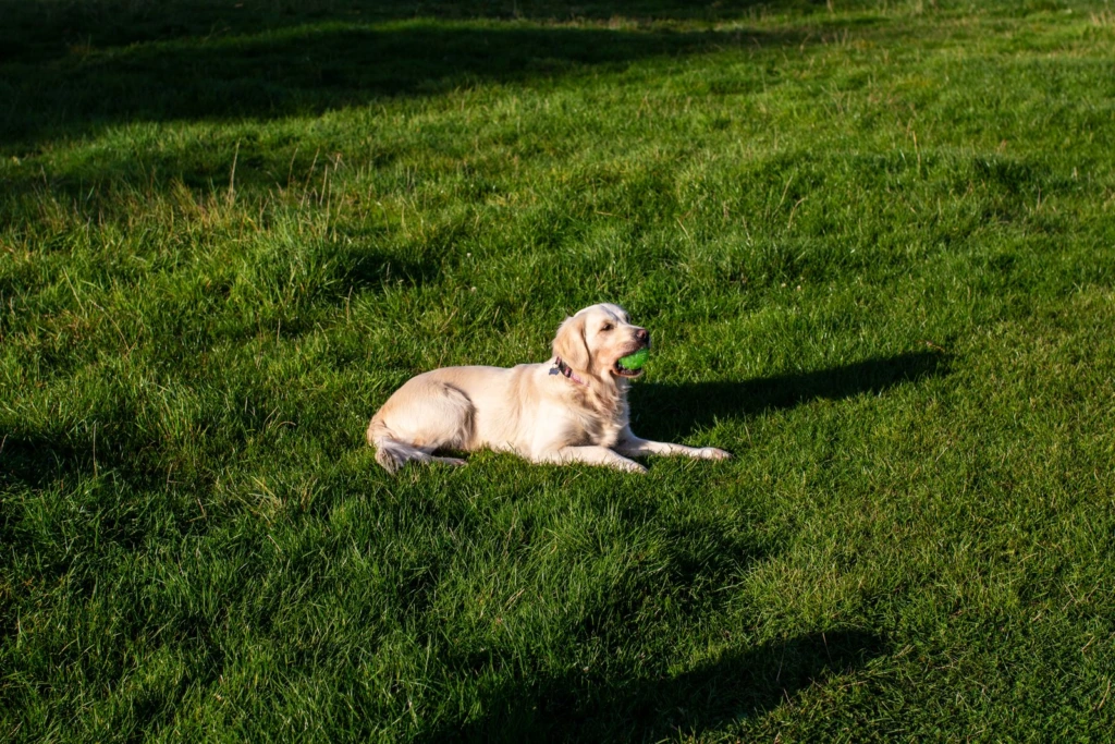 Perro pequeño de pelo claro descansando en un jardín soleado