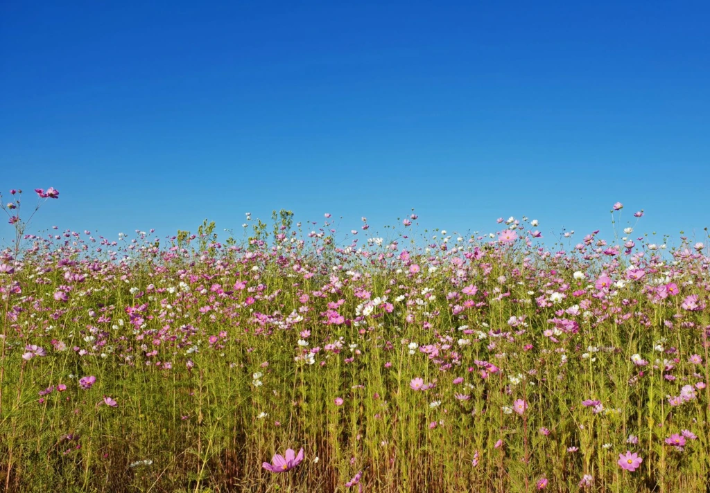 Campo de flores rosas y blancas bajo un cielo azul despejado