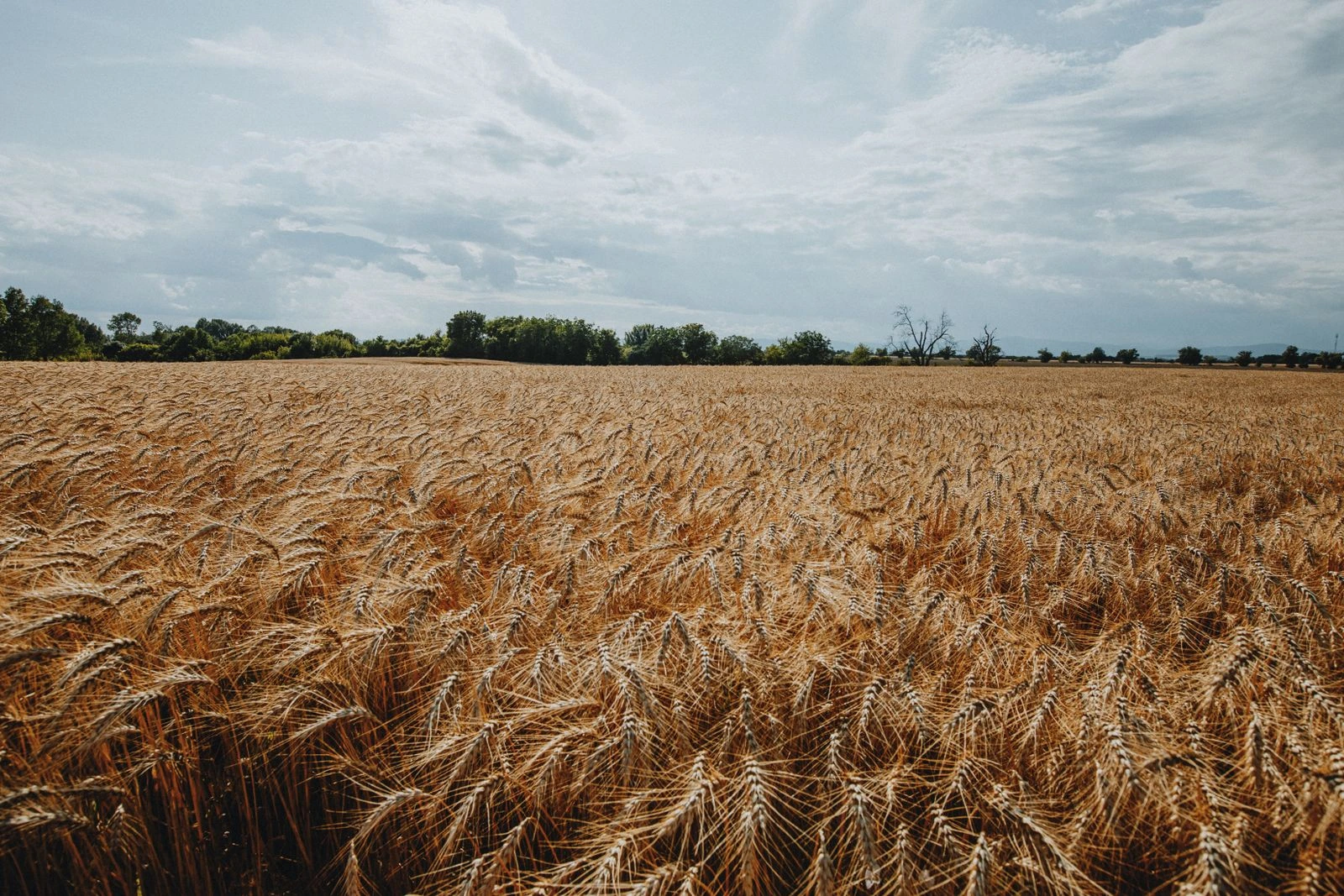 Campo de trigo dorado bajo un cielo amplio en verano