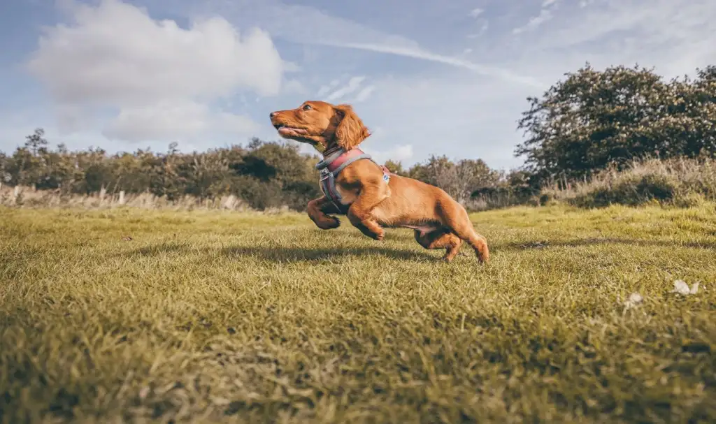 Perro café corriendo por el pasto bajo un cielo con nubes
