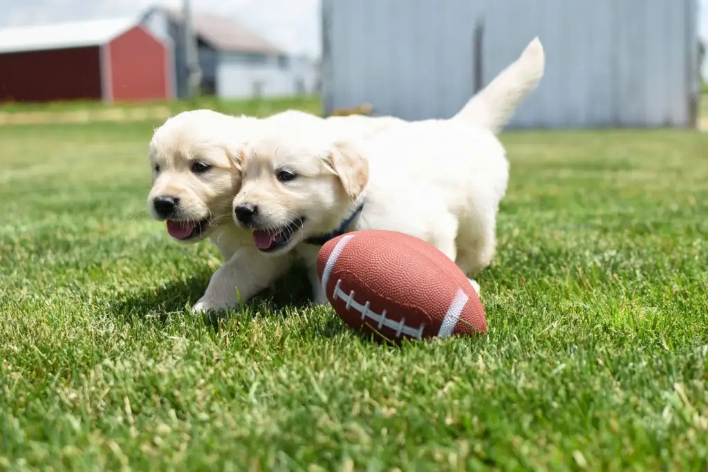 Dos cachorros golden retriever jugando con un balón en el pasto