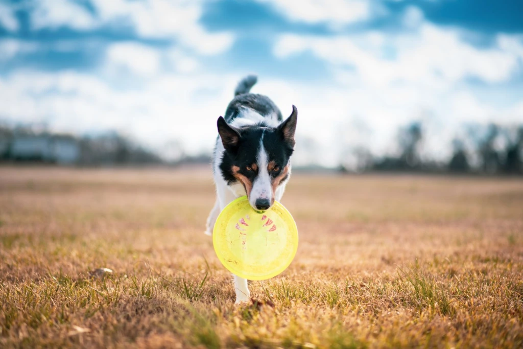 Perro corriendo con un disco amarillo en el hocico bajo un cielo azul
