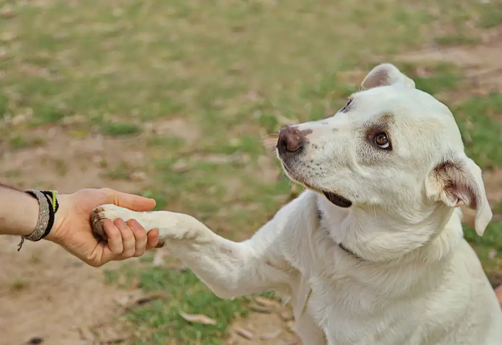 Perro blanco dando la pata a la mano de una persona