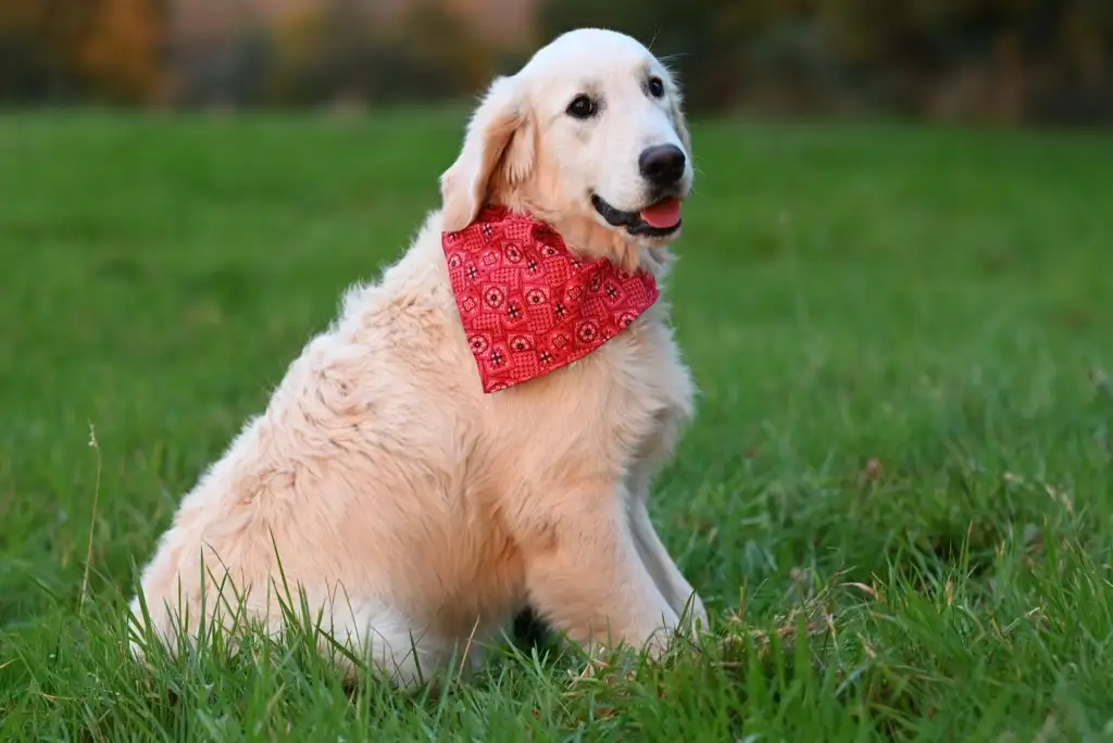 Golden retriever con paliacate rojo sentado en el pasto