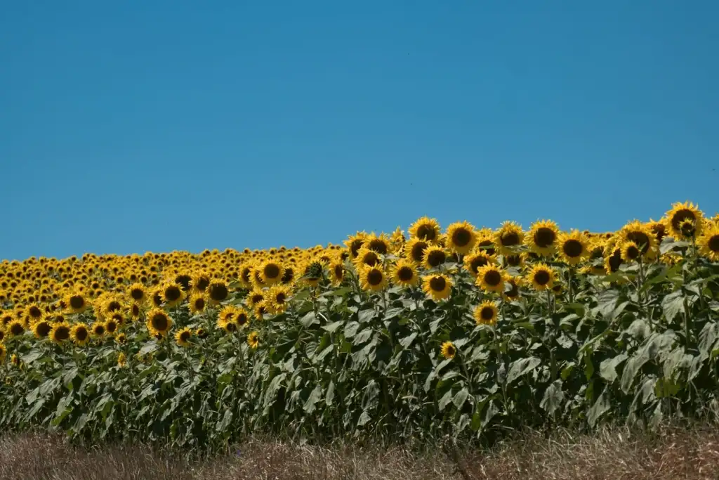 Campo extenso de girasoles bajo un cielo azul